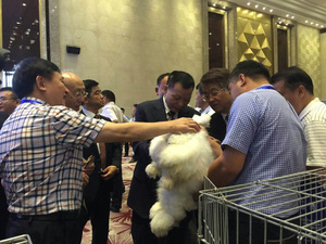 国家农业部总畜牧师观摩浙系白中王长毛兔