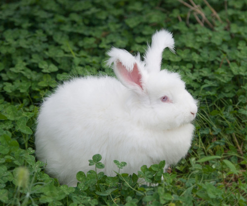 浙系白中王长毛兔种兔