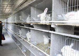 长毛兔国际标准化养殖车间